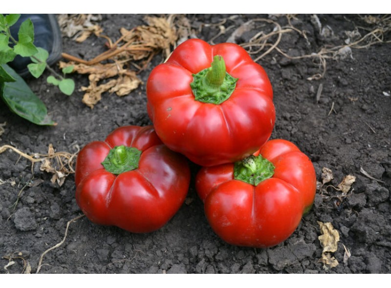 Семена перца сладкого Ред Булл F1 (среднеранний) томатного типа (500 сем.) Lark Seeds
